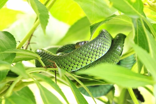 Günther's Green Tree Snake