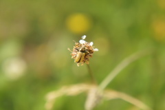 Labidostomis
