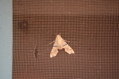 Callionima grisescens