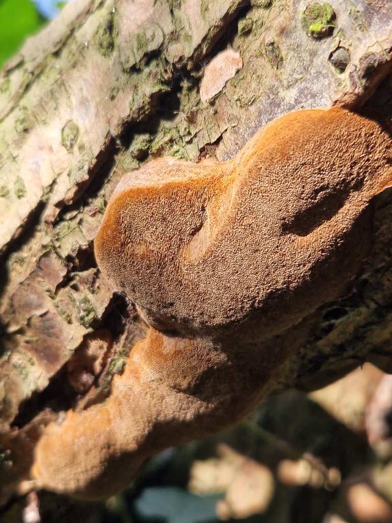 Phellinus pomaceus · March 2026 · photo: © cf125 (iNaturalist, cc-by)