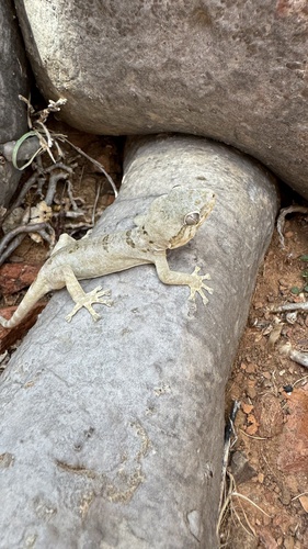 Socotra Giant Gecko