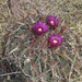 Ferocactus latispinus - Photo (c) luiszuniga_ecopil,  זכויות יוצרים חלקיות (CC BY-NC), uploaded by luiszuniga_ecopil