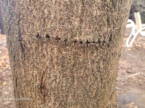 Yellow-bellied Sapsucker