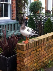 Anser anser domesticus