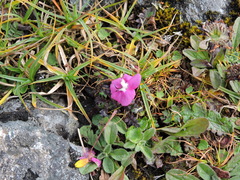 Pedicularis siphonantha
