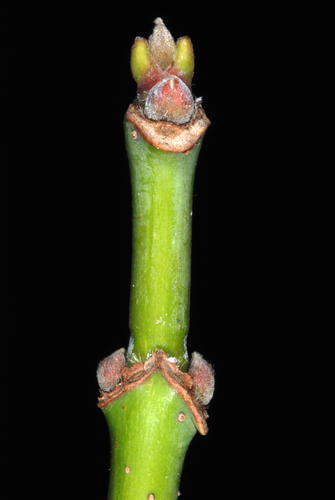 Uosialapis klevas nuotrauka