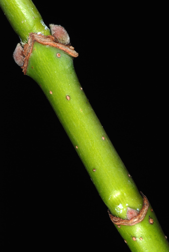 Acer negundo
