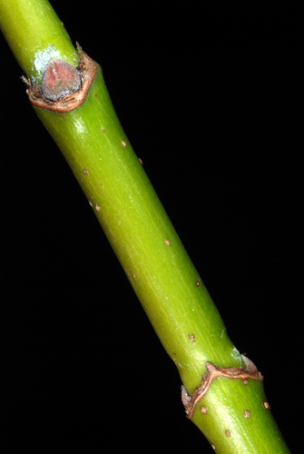 Acer negundo