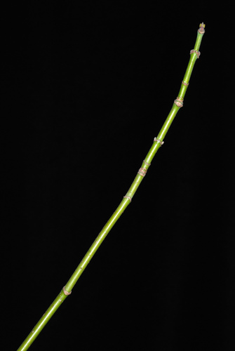 Acer negundo
