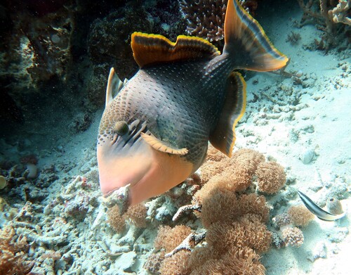 Yellowmargin Triggerfish — seen at this dive site