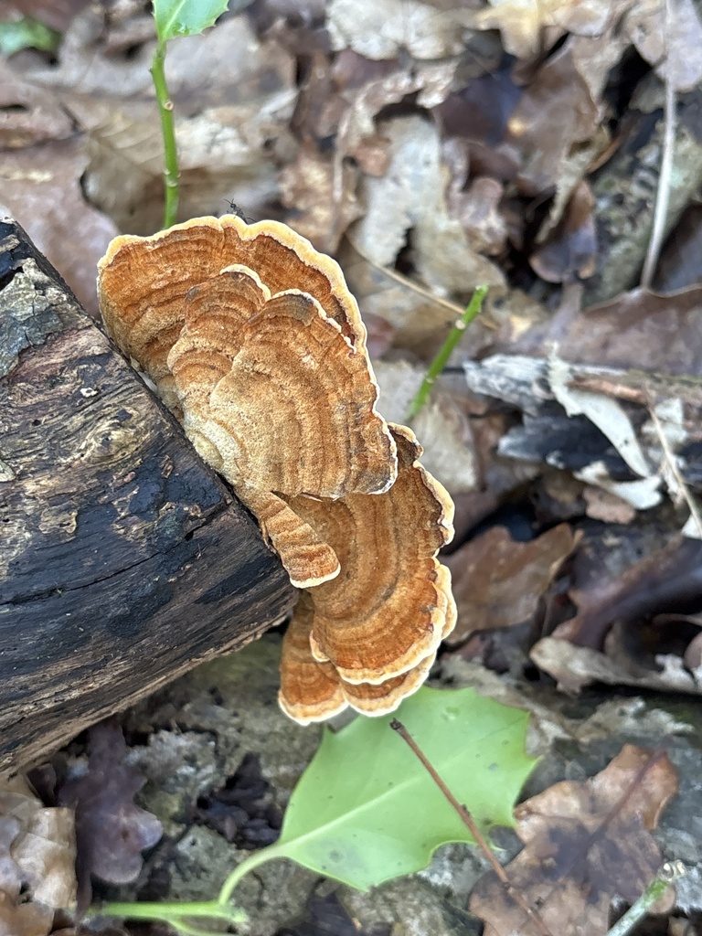 Stereum subtomentosum · March 2026 · photo: © dennis-chanter (iNaturalist, cc-by)