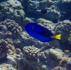 Paracanthurus hepatus
