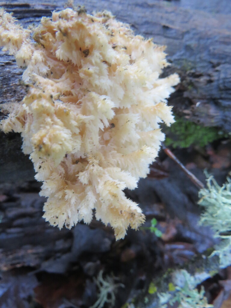 Hericium coralloides · February 2026 · photo: © garth_harwood (iNaturalist, cc-by)