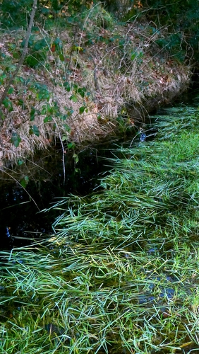 Water Mannagrass (Glyceria fluitans)