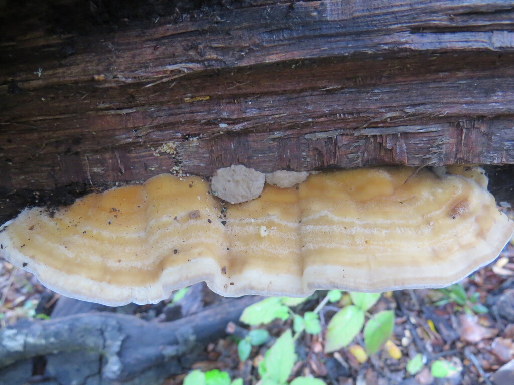 Trametes betulina · February 2026 · photo: © garth_harwood (iNaturalist, cc-by)
