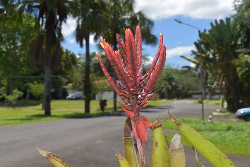 Aechmea tillandsioides, photograph 4