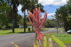 Aechmea tillandsioides, photograph (c) Norman Salazar Arguedas, some rights reserved (CC BY-SA)