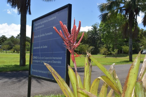 Aechmea tillandsioides, photograph 5