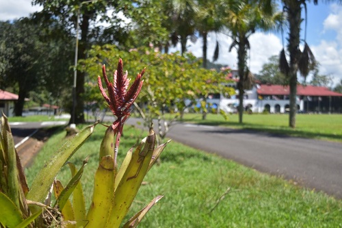 Aechmea tillandsioides, photograph 6