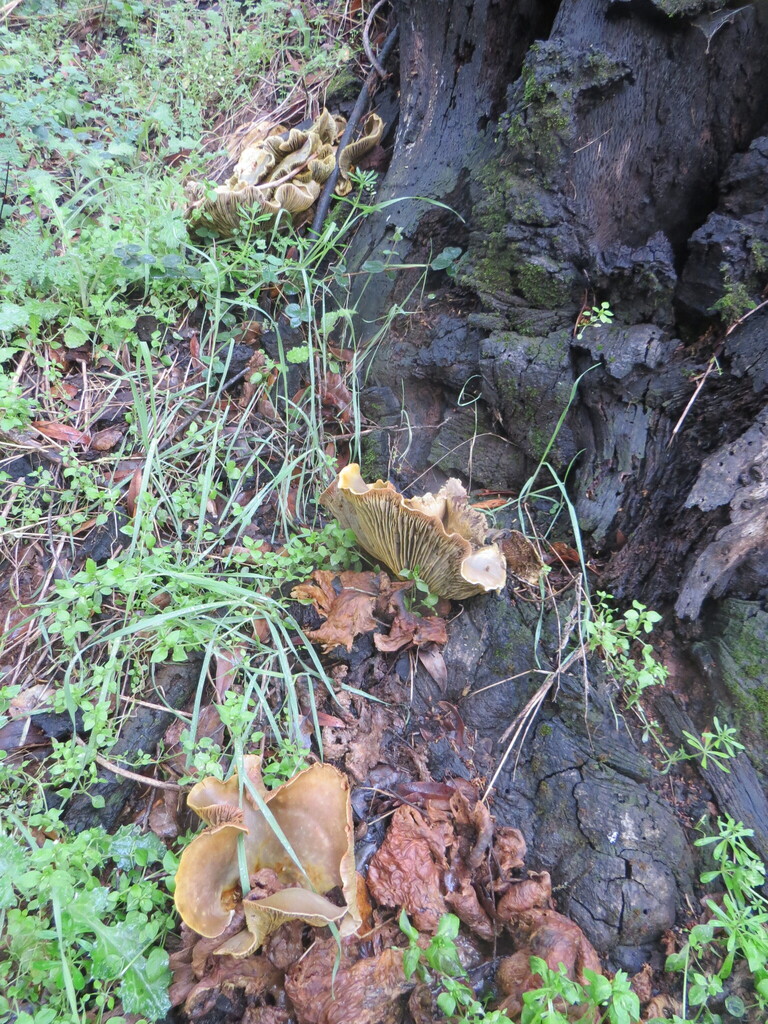 Omphalotus olivascens · February 2026 · photo: © garth_harwood (iNaturalist, cc-by)