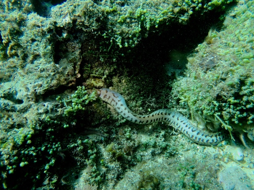 Fimbriated moray
