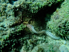 Fimbriated moray