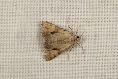 Dichromodes anelictis