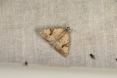 Dichromodes anelictis