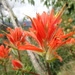 Giant Red Indian Paintbrush - Photo (c) smeierotto, some rights reserved (CC BY-NC), uploaded by smeierotto
