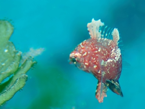 Black leopard wrasse (Macropharyngodon negrosensis) — Labridae — 3