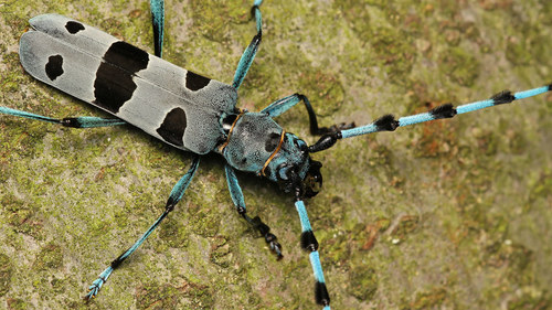 Alpine longhorn Rosalia