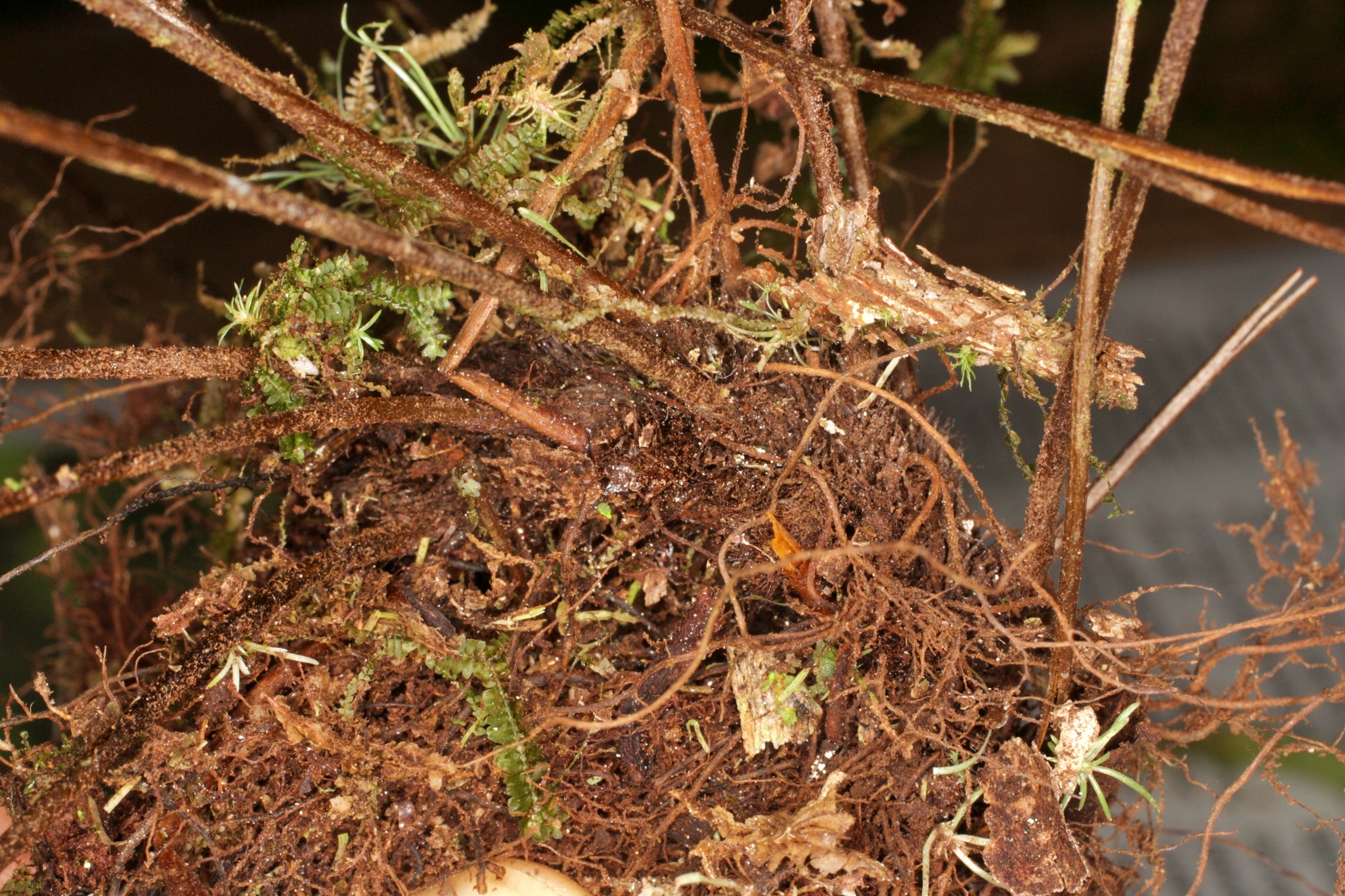 Asplenium dissectum Sw. 4