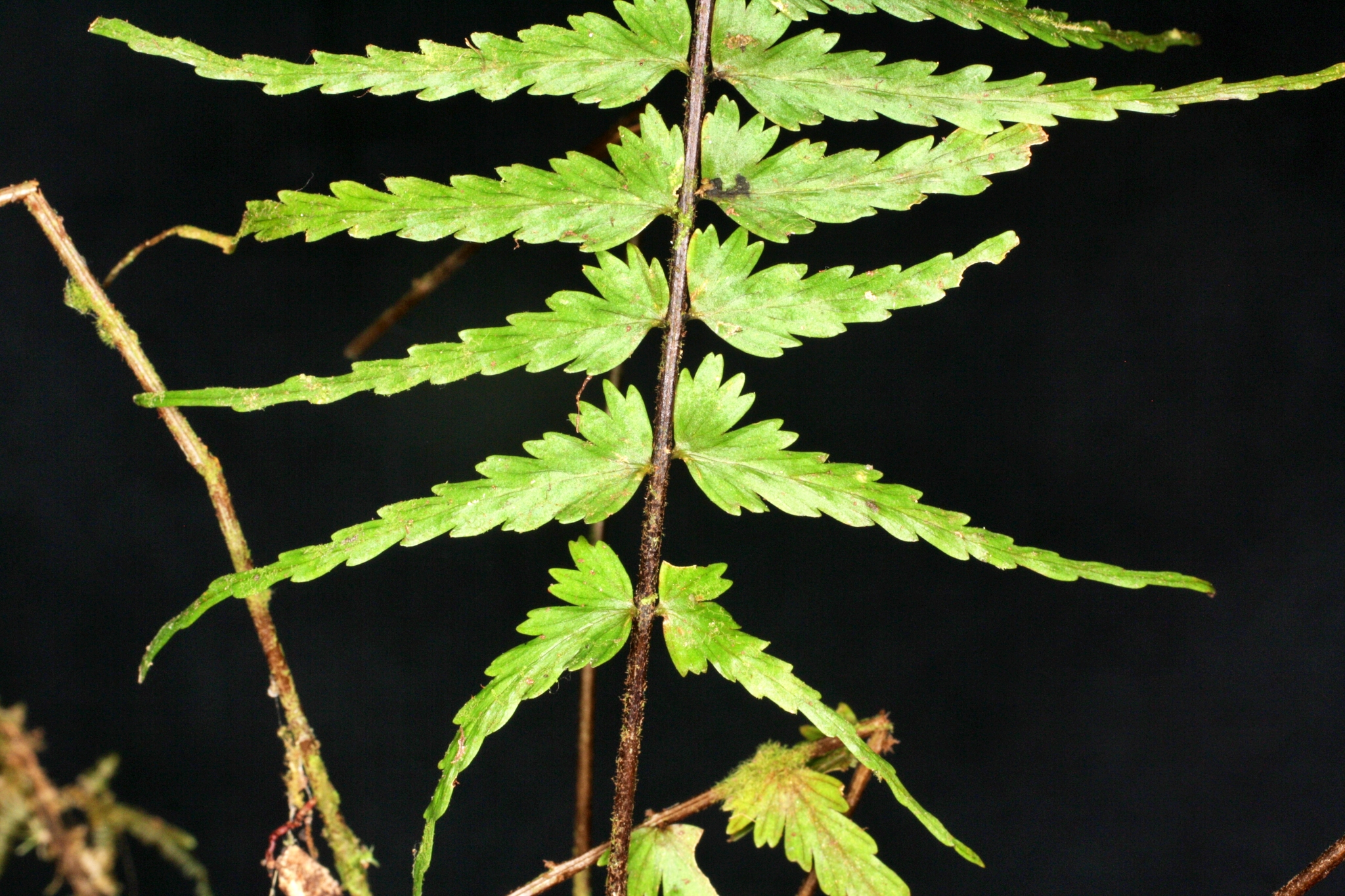 Asplenium dissectum Sw. 2