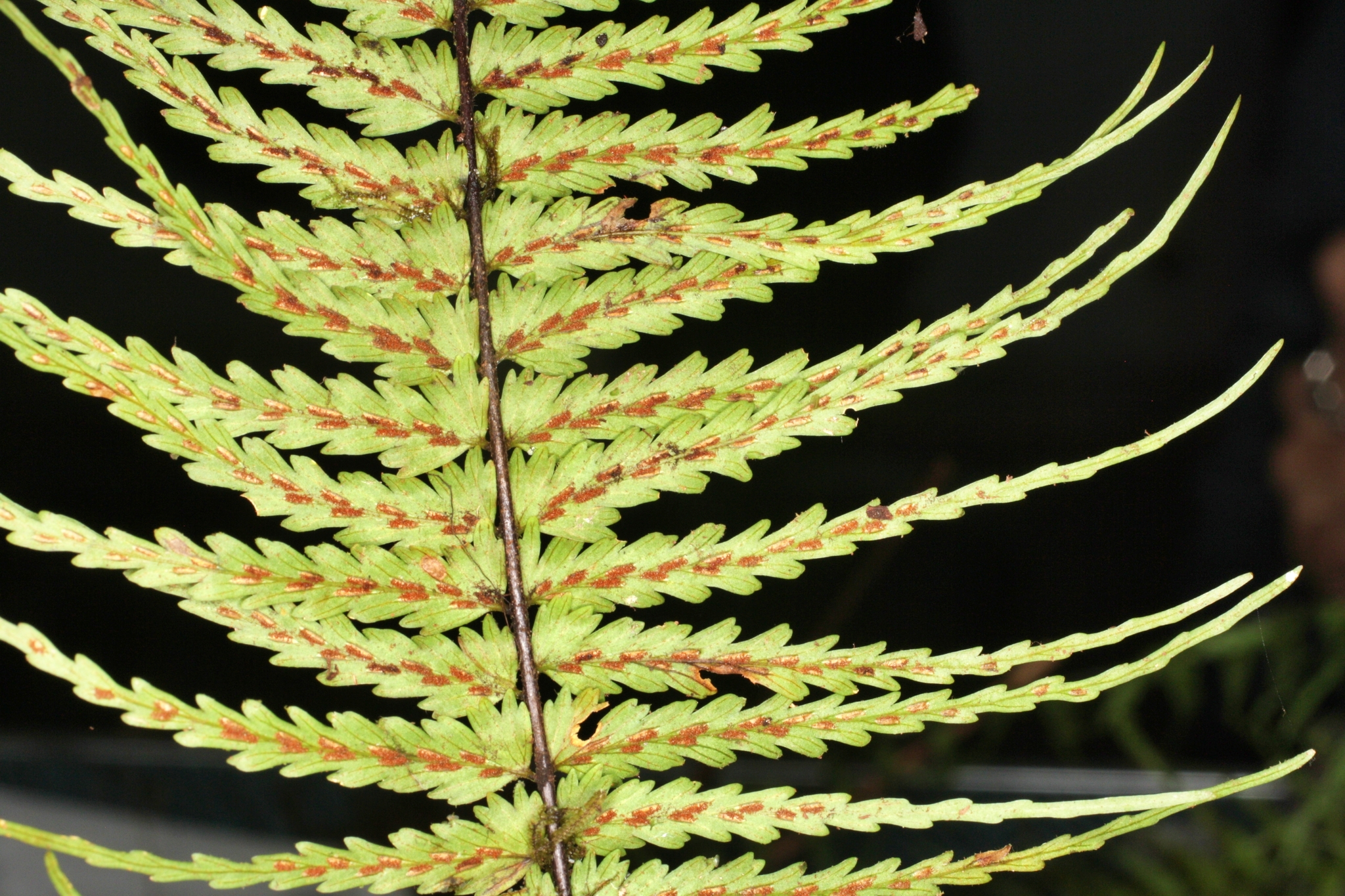 Asplenium dissectum