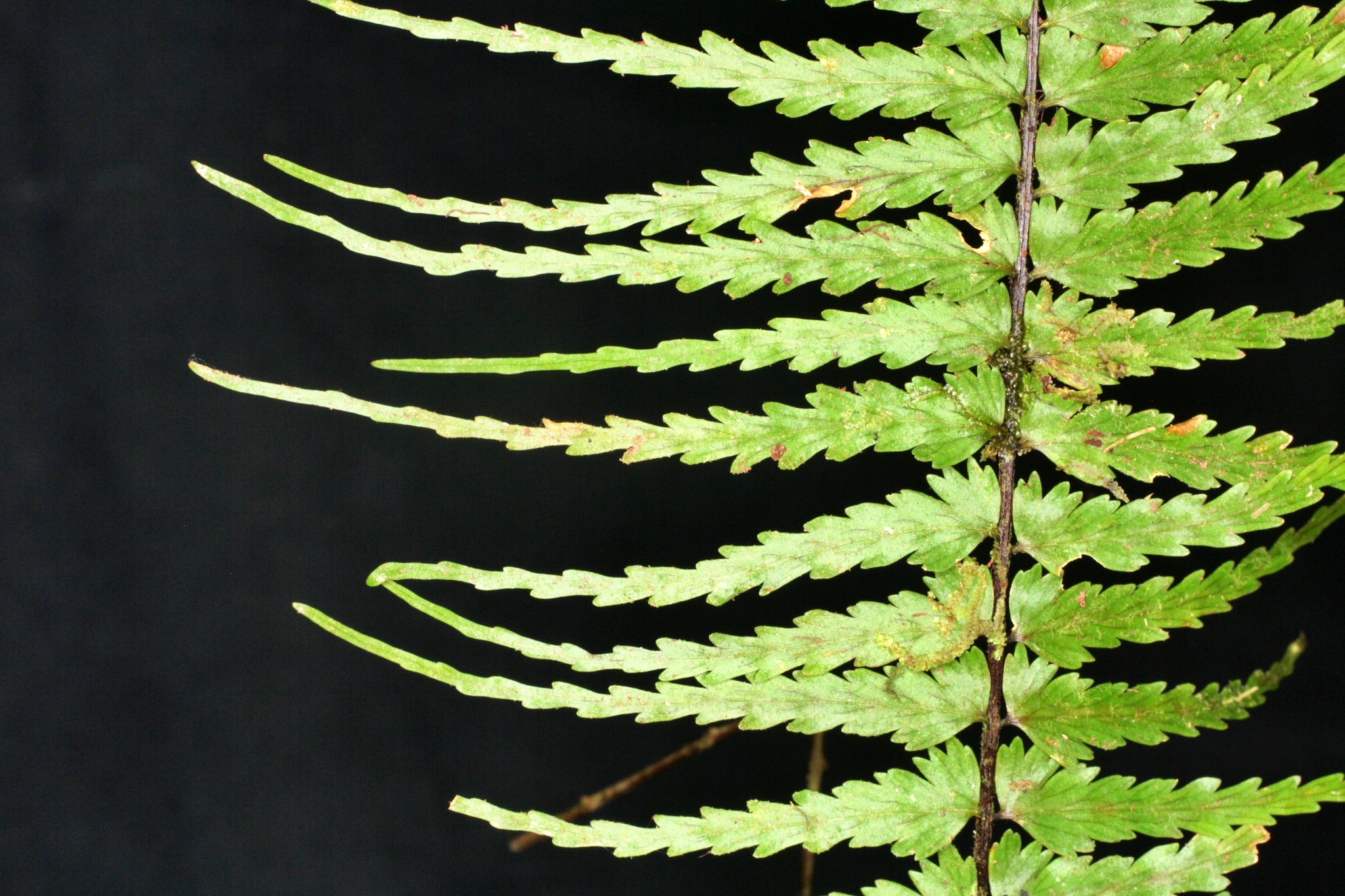 Asplenium dissectum Sw. 3