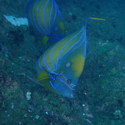 Pomacanthus annularis