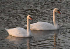 Cygnus olor
