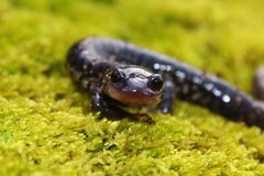 Northern Slimy Salamander photo 1