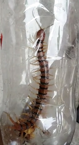 Caribbean Giant Centipede