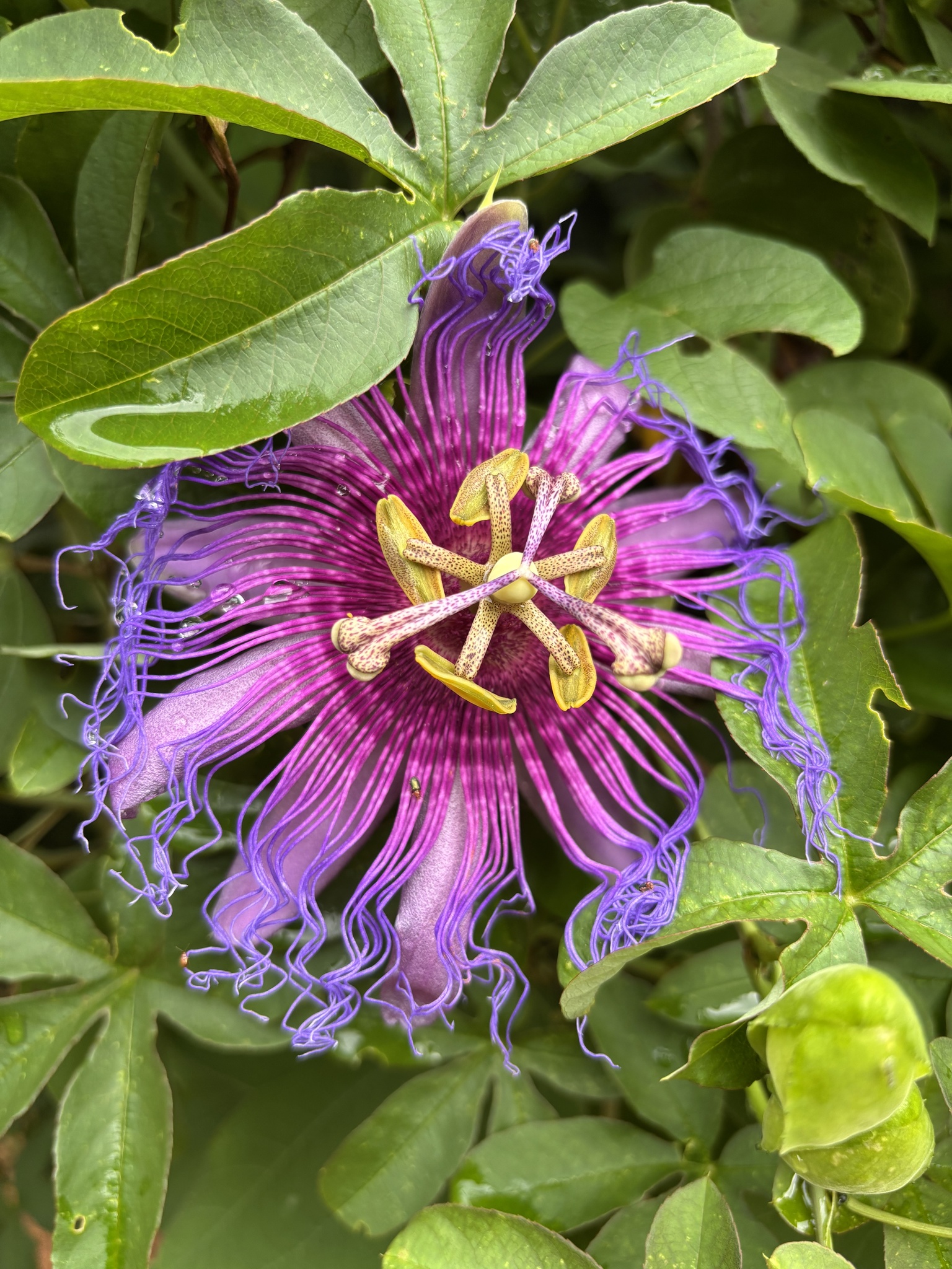 Passiflora cincinnata