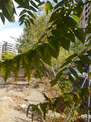 Ailanthus altissima