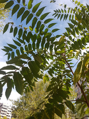 Ailanthus altissima