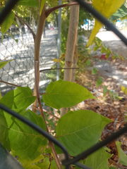 Ailanthus altissima