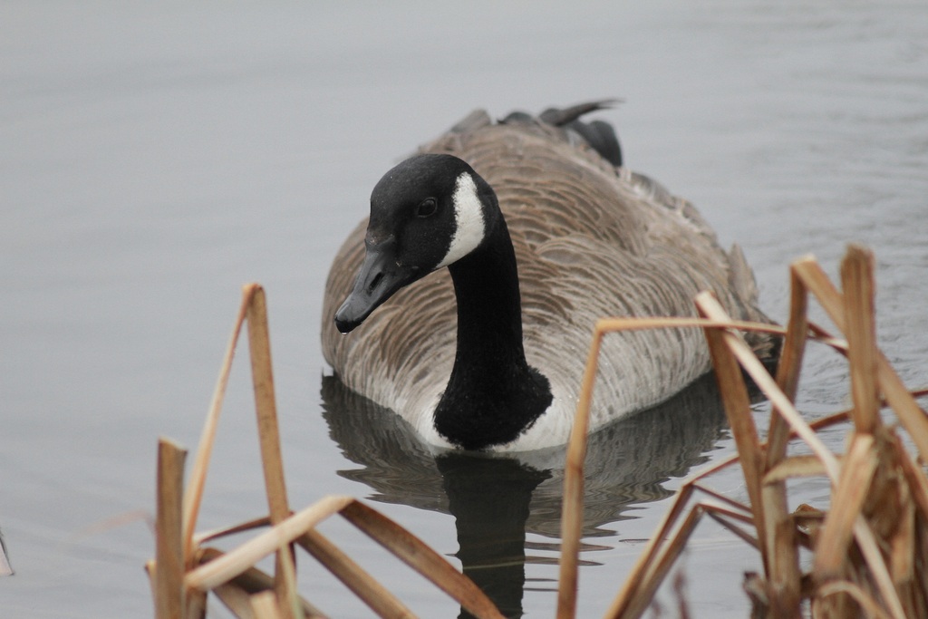 Springfield Goose Canada Goose from Springfield, OH, USA on March 4, 2026 at 05:31 PM by ...