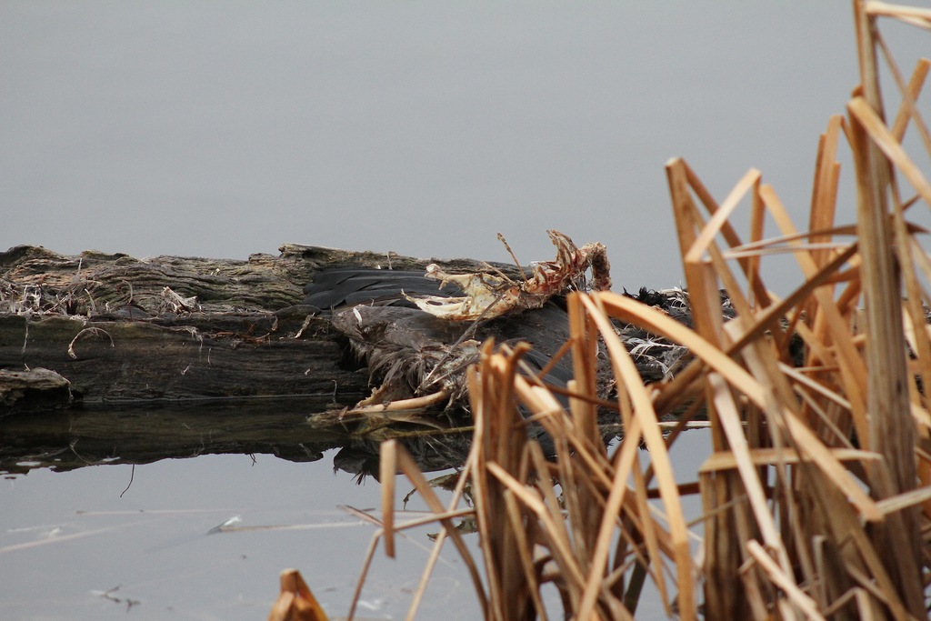 Springfield Goose Canada Goose from Springfield, OH, USA on March 4, 2026 at 05:39 PM by ...
