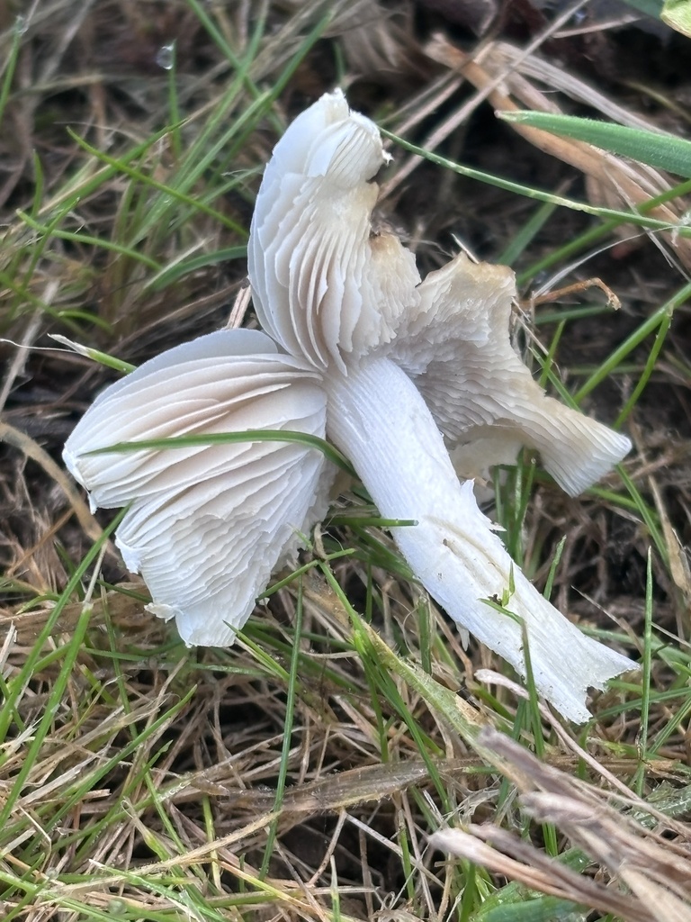 Candolleomyces candolleanus · March 2026 · photo: © reago (iNaturalist, cc-by)