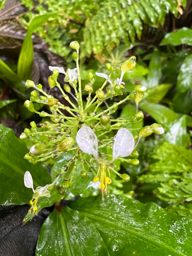 Aneilema beniniense observed 2026-03-03