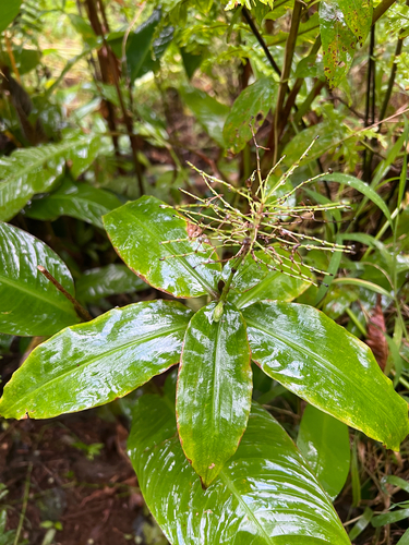 Aneilema beniniense observed 2026-03-03