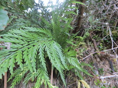 Asplenium appendiculatum appendiculatum