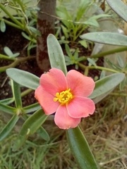 Portulaca cryptopetala, photograph (c) Carla Florencia Rodríguez, some rights reserved (CC BY)